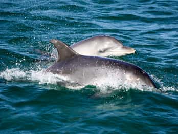Port Stephens: Cruzeiro de observação de golfinhos