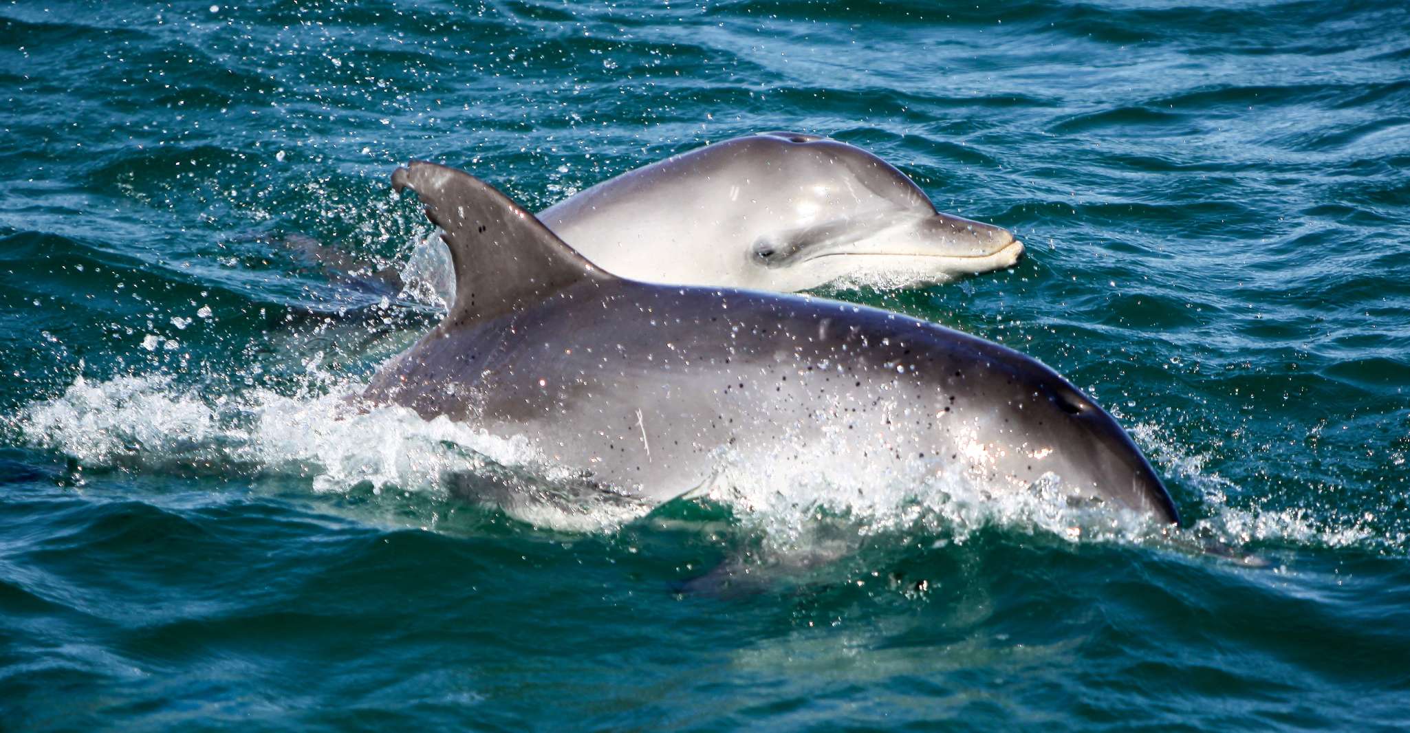 Port Stephens, Dolphin Watch Cruise with Swimming & Slides - Housity