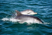 Port Stephens, Dolphin Watch Cruise met zwemmen en dia's - Housity