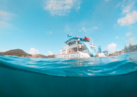 Port Stephens, Dolphin Watch Cruise met zwemmen en dia's - Housity