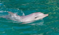Port Stephens, Dolphin Watch Cruise met zwemmen en dia's - Housity