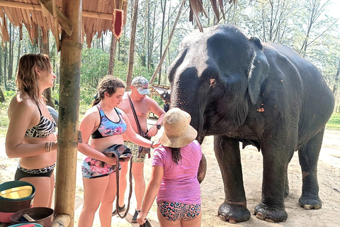 Interacción con el Elefante Khaolak Medio Día