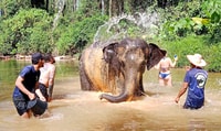 Khao Lak, olifant heiligdom geleide tour - Housity