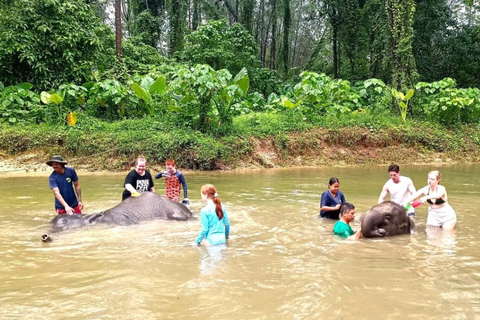 Interacción con el Elefante Khaolak Medio Día