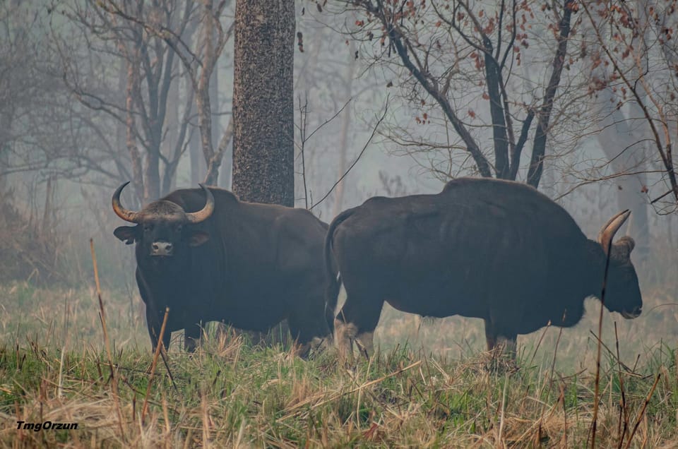 From Pokhara Private 3 Day Chitwan Jungle Safari Tour GetYourGuide