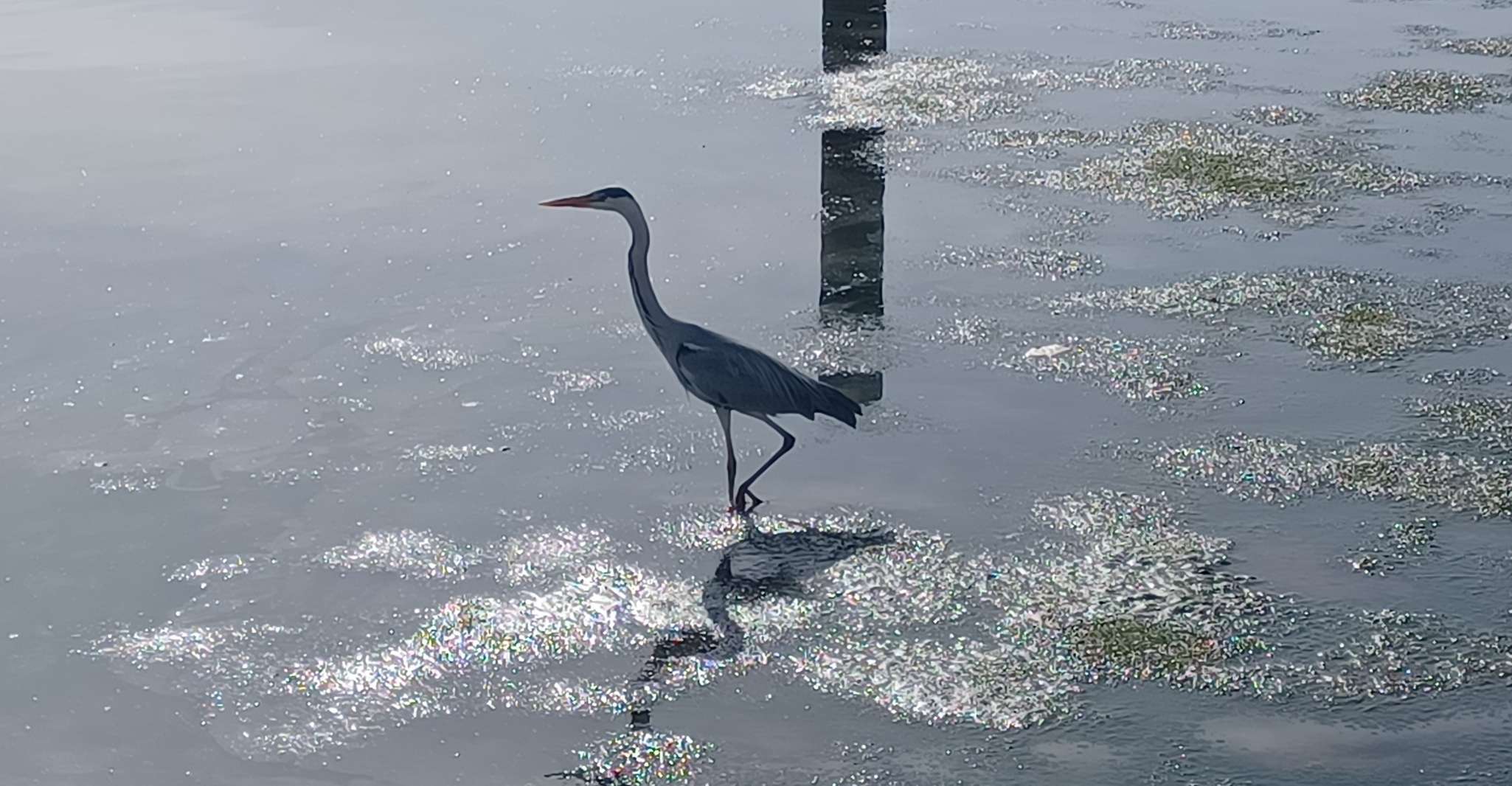 Lisbon, Tagus Estuary Nature Reserve Birdwatching Boat Tour - Housity