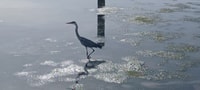Lisbon, Tagus Estuary Nature Reserve Birdwatching Boat Tour - Housity