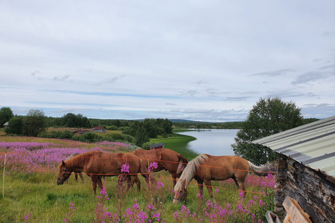 Levi: Horse Riding in the Finnish Forest Horse riding in the forest