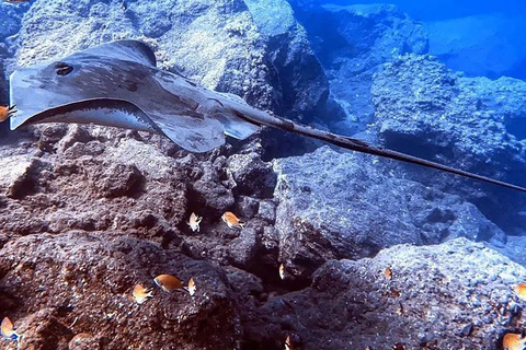 Madeira, Ponta São Lourenço: Buceo para principiantesExperiencia de buceo - Ponta de São Lourenço