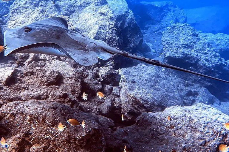 Madeira, Ponta São Lourenço: Buceo para principiantesSólo Opción Piscina - Ponta de São Lourenço