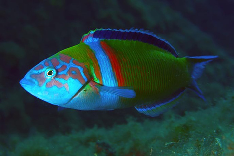 Madeira, Ponta São Lourenço: Buceo para principiantesExperiencia de buceo - Ponta de São Lourenço