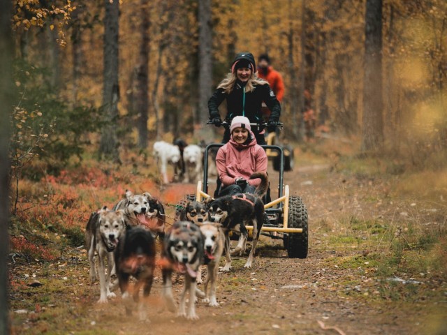Visit Levi Husky cart tour in Lapland, Finland
