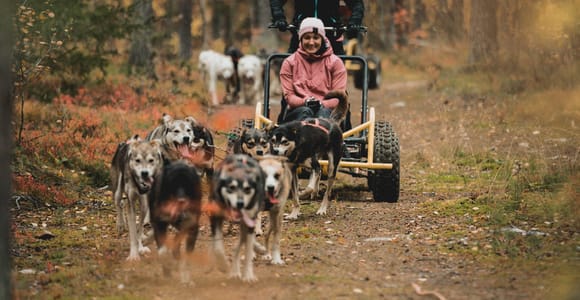 Levi: Husky cart tour - Midnight Sun & Autumn Northern Lights
