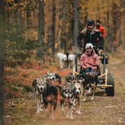 Levi: Husky Cart Tour - Mitternachtssonne und Herbst-Nordlichter