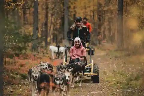 Levi: Excursión en carro Husky - Sol de Medianoche y Aurora Boreal de Otoño