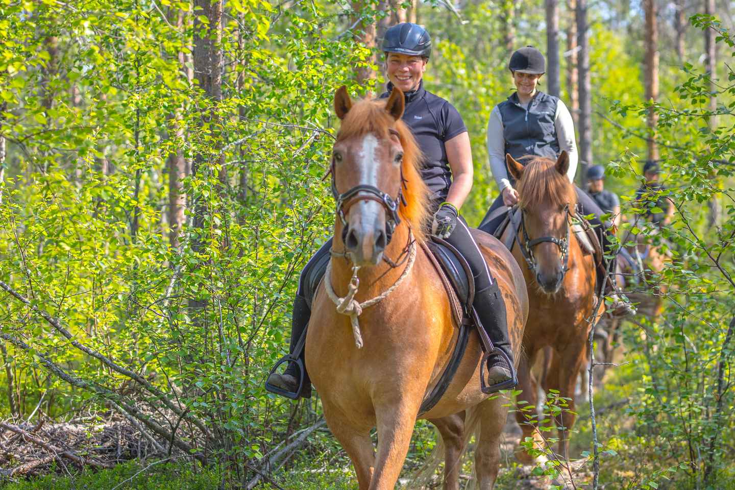 Levi: On the paths of Pine Forest – trail riding trip