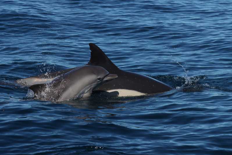 Portimão: Observação de Golfinhos e Grutas de Benagil com Guia Biólogo