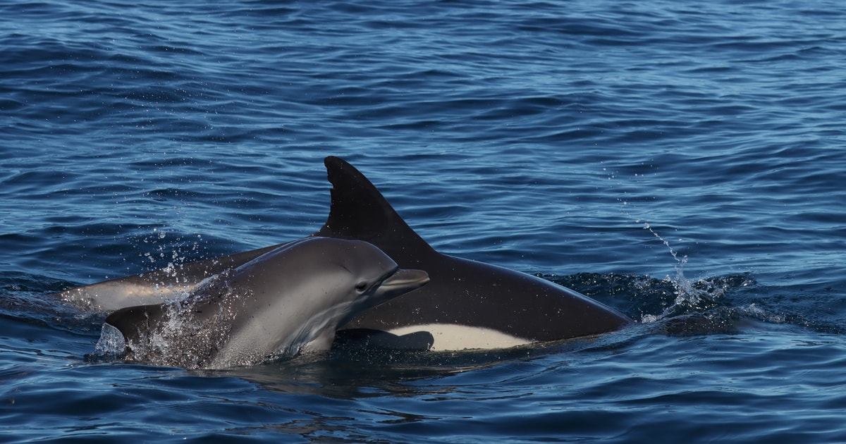 Portimão: Dolphin Watch & Benagil Caves with Biologist Guide | GetYourGuide