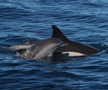Lagoa: Dolphin watching & Benagil caves with biologist guide