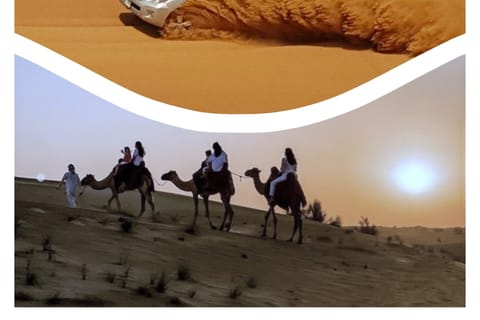 Doha: Desert Safari, Dune Bashing, Camel Ride & Sandboarding
