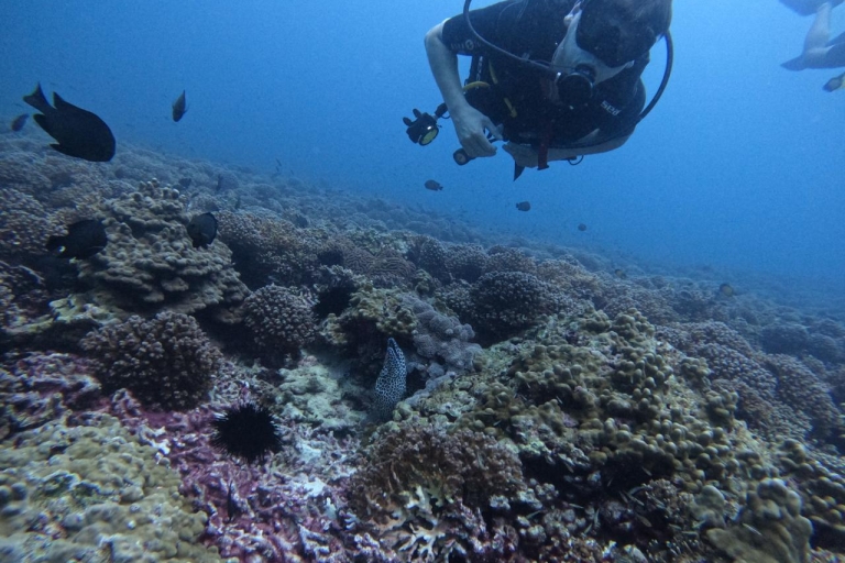Muscat: Discovery Scuba Diving dla początkujących w Daymaniat Is