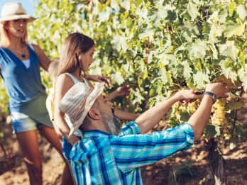 Kreta: Ganztagestour zu kretischen Weinen, Olivenöl, Raki und Foodtour