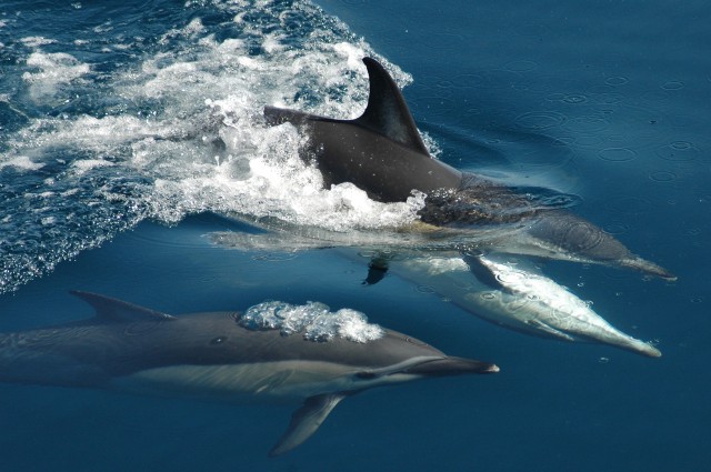 Visit Auckland Tikapa Moana Whale and Dolphin Wildlife Cruise in Whangarei