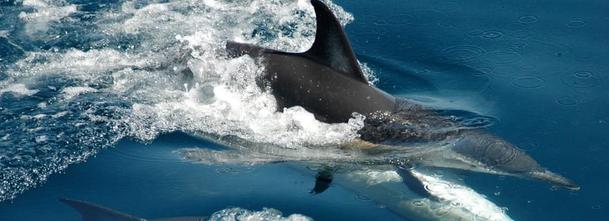 Auckland : Croisière Tikapa Moana pour les baleines, les dauphins et les îles