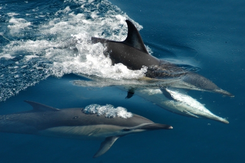 Crucero Tikapa Moana con ballenas y delfines