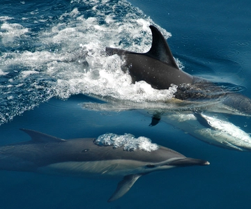 Auckland: Rejs Tikapa Moana: wieloryby, delfiny i wyspy