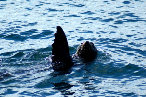 Crucero Tikapa Moana con ballenas y delfines