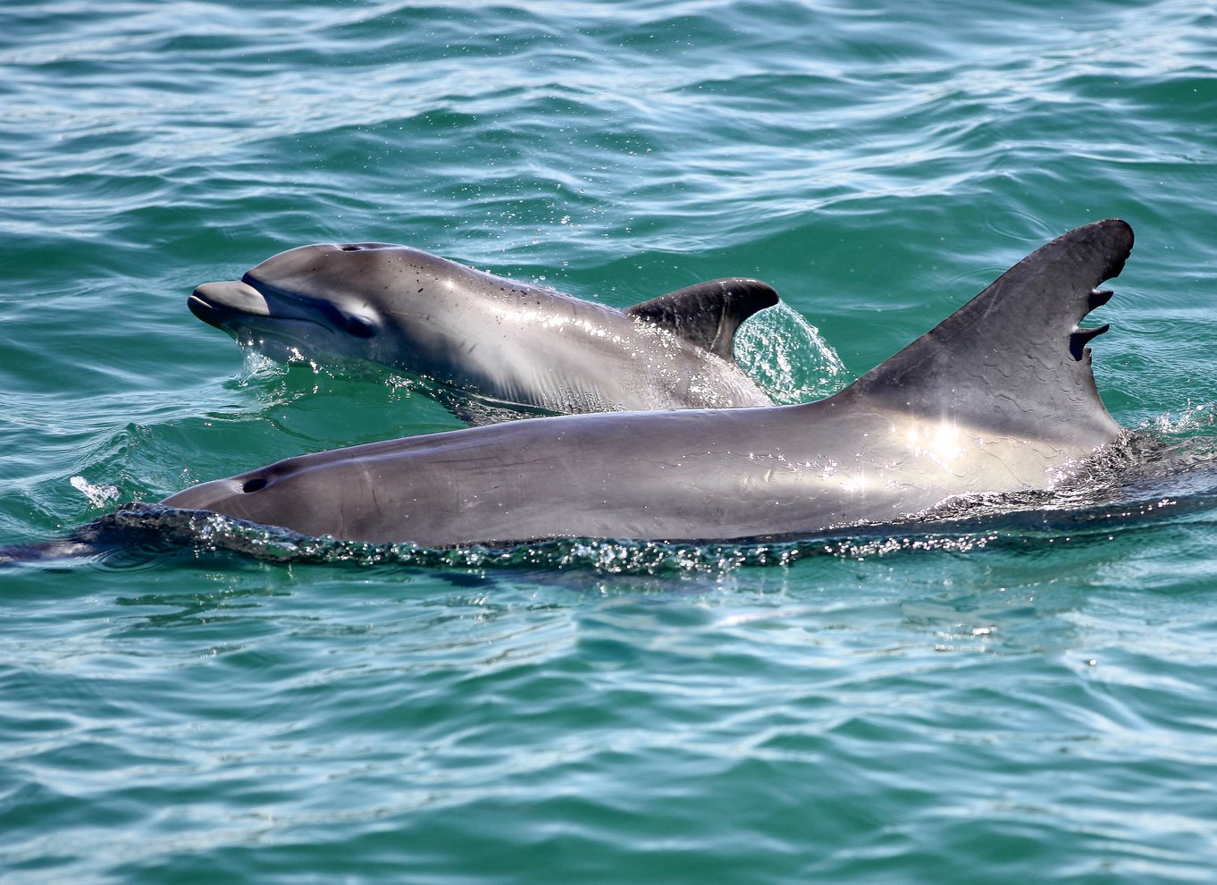 Port Stephens: Krydstogt med delfiner