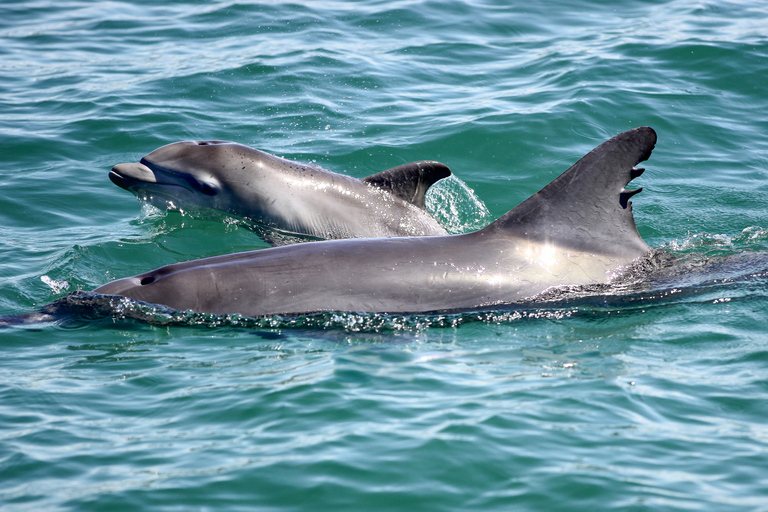 Port Stephens: Dolphin Discovery Cruise