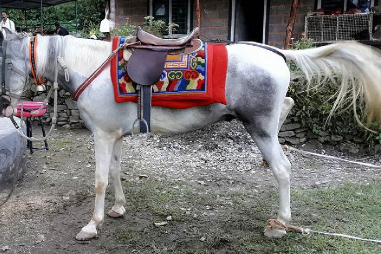 Pokhara: 2,5-stündiger Ausritt mit dem Pferd (Pony) in die Natur