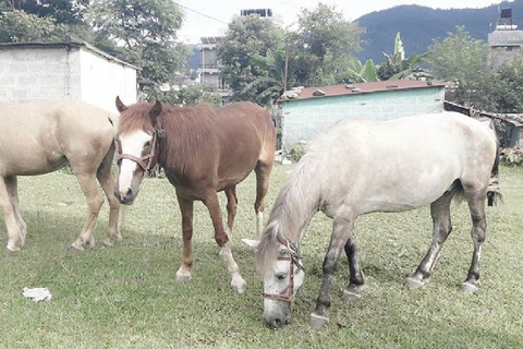 Pokhara: Paseo en caballo (poni) de 2,5 horas por la naturaleza