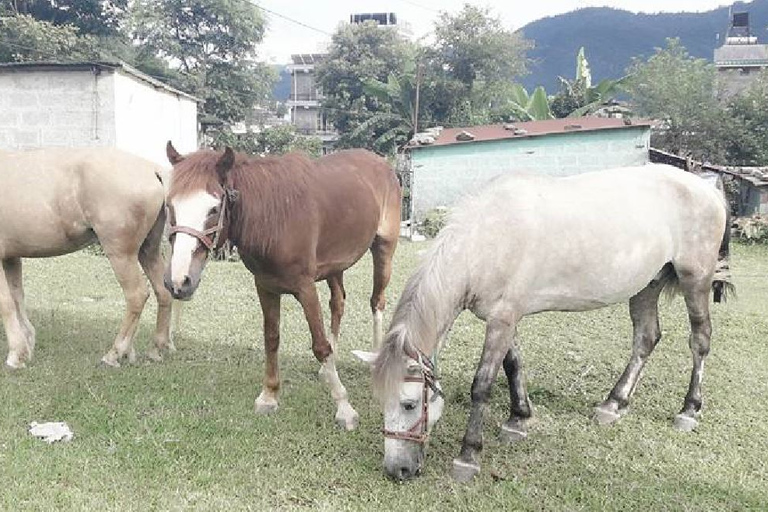 Pokhara: Paseo en caballo (poni) de 2,5 horas por la naturaleza