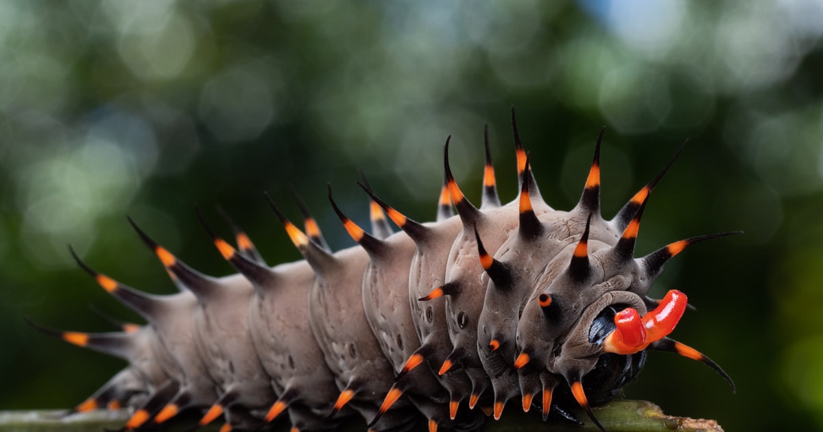 Cairns: Insect Photography Tour of Cairns Botanic Gardens | GetYourGuide