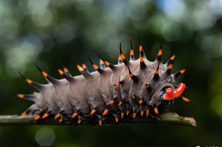 Photo Tours in Cairns