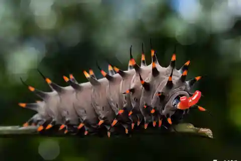 Insect Photography Tour of Cairns Botanic Gardens