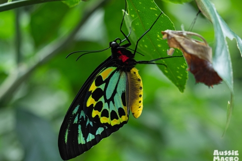 Cairns: recorrido fotográfico de insectos de los jardines botánicos de Cairns