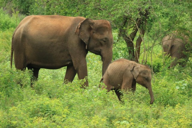 Udawalawe National Park | Full day-10 Hours | All Inclusive