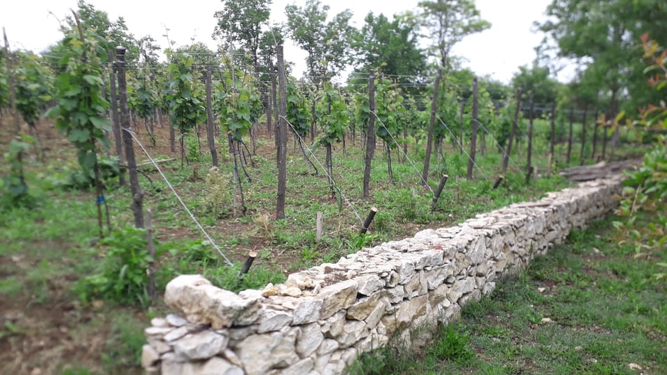 Wine Tour from Kutaisi GetYourGuide