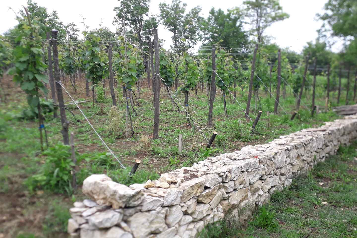 Wine Tour by Winemaker