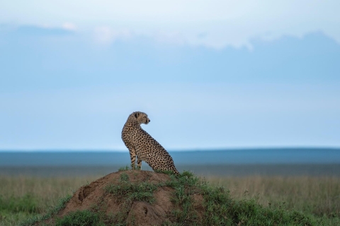 Arusha: Ngorongoro Crater, Manyara Wildlife Exploration TourFrom Arusha: Manyara, Ngorongoro Crater Wildlife Game Drives