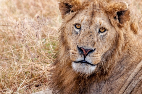 Arusha: Ngorongoro Crater, Manyara Wildlife Exploration TourFrom Arusha: Manyara, Ngorongoro Crater Wildlife Game Drives