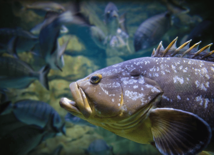 Paris Aquarium Entry Ticket & SelfGuided Eiffel Tower Tour GetYourGuide