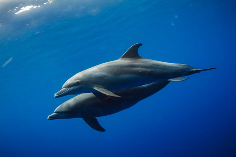 Nurkowanie z rurką i pływanie w Mnemba z delfinami