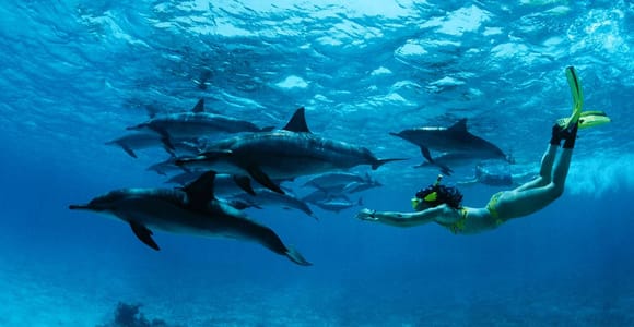 From Kendwa: Mnemba Boat Trip and Dolphin Snorkel Adventure