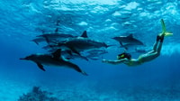 De Kendwa, voyage en bateau de Mnemba et aventure de Dolphin Splandel - Housity