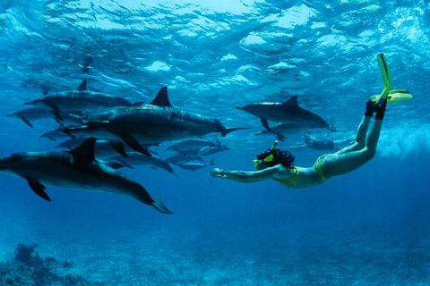 Snorkel en Mnemba y nado con delfines